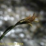 Carex atrofusca Ovoce