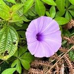 Ipomoea cairica Blomst