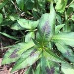 Persicaria lapathifolia叶