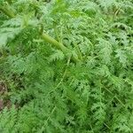 Phacelia tanacetifolia List