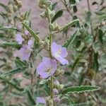 Sphaeralcea angustifolia Flor