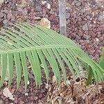 Dioon spinulosum List