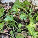 Chrysanthemum arcticum Foglia