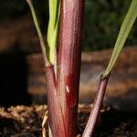 Pennisetum glaucum Casca