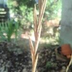 Brachypodium phoenicoides Плід