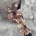 Sedum dasyphyllum 花
