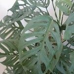 Monstera adansonii Blad