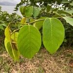 Dalbergia ecastaphyllum Leaf