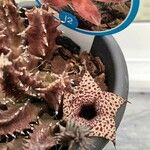 Huernia volkartii Flor