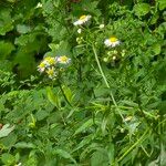 Erigeron annuusLorea