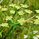 Heracleum sphondylium പുഷ്പം