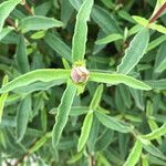 Cistus x purpureus Levél