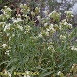 Anchusa ochroleuca Habit