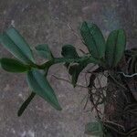 Angraecum sanfordii Leaf