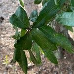 Quercus fusiformis Leaf