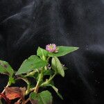 Persicaria nepalensis Συνήθη χαρακτηριστικά