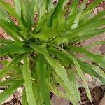 Dracaena angustifolia برگ