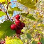 Crataegus douglasii ফল