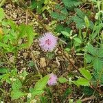 Mimosa pudicaFiore