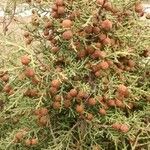 Juniperus phoenicea Fruit