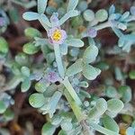 Tetraena gaetula Flor