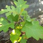 Solanum torvum Leaf