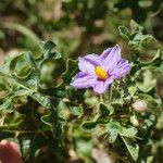 Solanum linnaeanum Květ