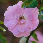 Rosa abietina 花