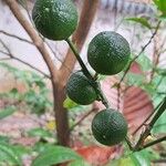 Citrus × aurantiifolia Fruit