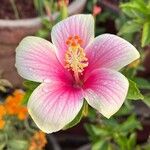 Hibiscus fragilis Blomma