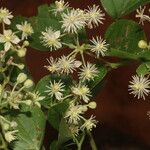 Clematis acapulcensis Flower