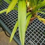 Cymbidium lowianum List