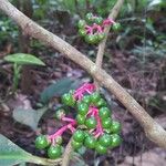 Stylogyne turbacensis Fruto