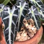 Alocasia sanderiana Liść