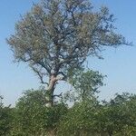 Combretum imberbe Habitat