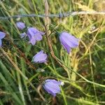 Campanula cochleariifoliaBlodyn