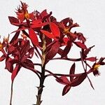 Epidendrum ibaguense 花