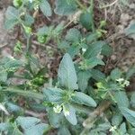 Solanum physalifolium Owoc