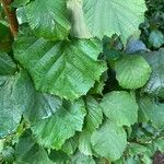 Corylus cornuta ഇല