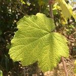 Rubus alceifolius Hoja