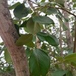 Pterocarpus rotundifolius Leaf