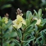 Hibbertia altigena Blüte