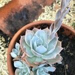 Dudleya pulverulenta Leaf