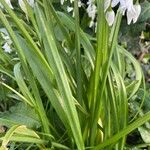Allium triquetrum ഇല