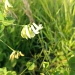 Vicia pisiformis Flor