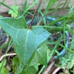 Senecio macroglossus برگ