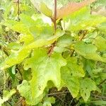 Clappertonia ficifolia Blatt