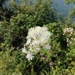 Thalictrum aquilegiifolium Blüte