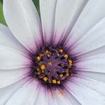 Dimorphotheca fruticosa Flower