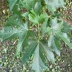 Acer saccharinum Leaf